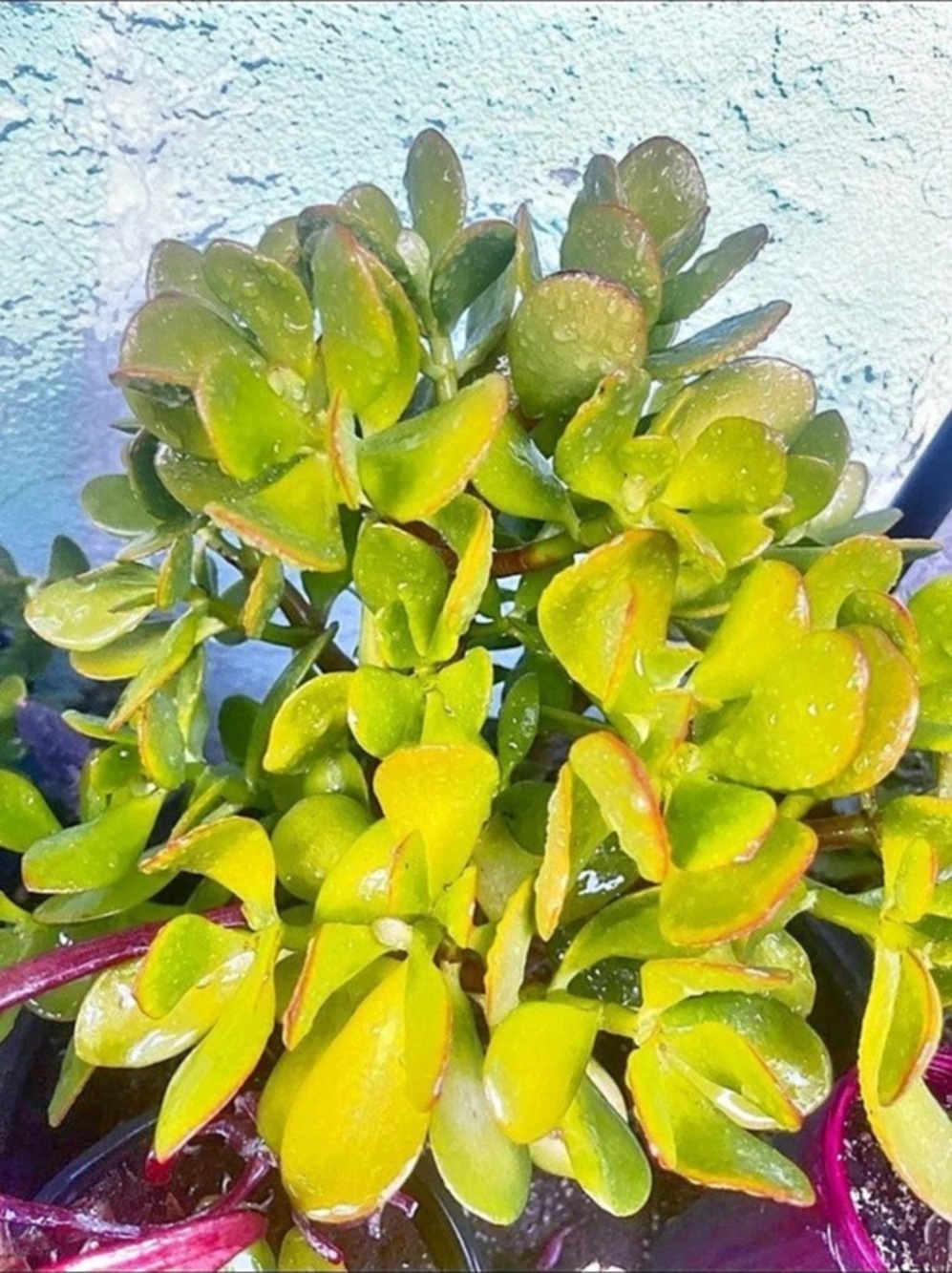 Good Luck, Pink Edge, Beautiful Jade Succulent Plant
